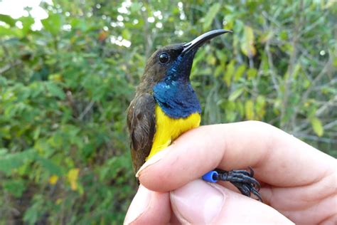 Inilah Burung Madu Spesies Baru Dari Kepulauan Wakatobi