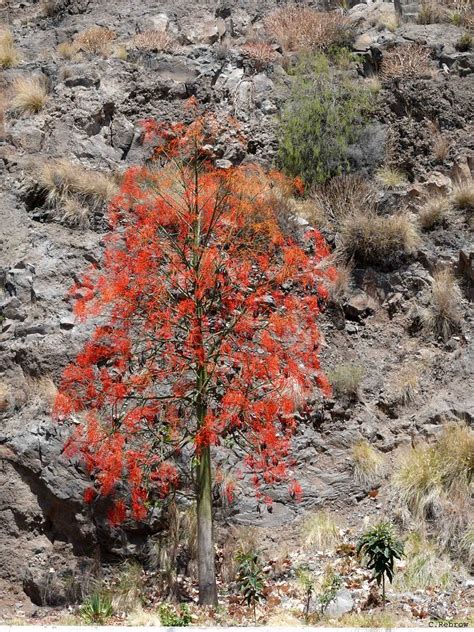 El Rbol De Fuego El Rbol De Fuego Brachychiton Acerifol Flickr