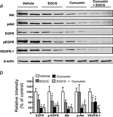 The Combination Of Epigallocatechin Gallate And Curcumin Suppresses Erα