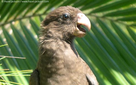 Evolutionary Distinctiveness Of The Seychelles Black Parrot British