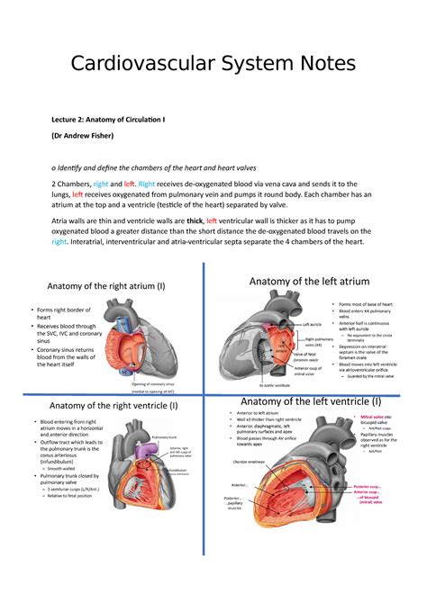 Cardiovascular System Notes Cardiovascular System Notes Lecture 2