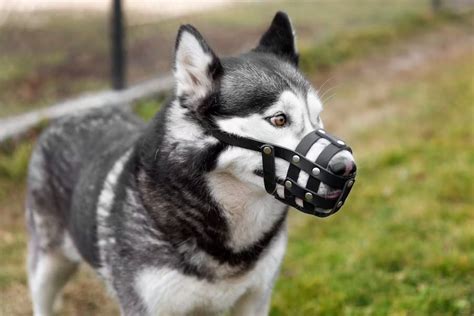 Como Fazer O Cachorro Parar De Morder Dicas Teis