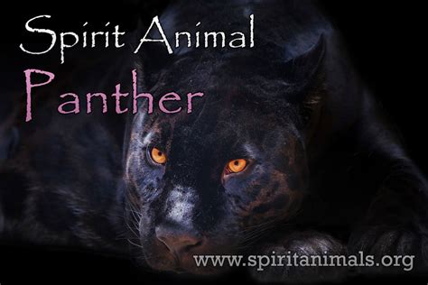 Panther Spirit Animal Meaning And Symbolism Spirit Animals