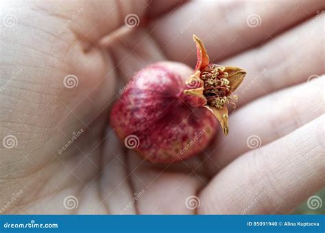 Dwarf Pomegranate Fruit In Palm Stock Photo Image Of Variety Garden