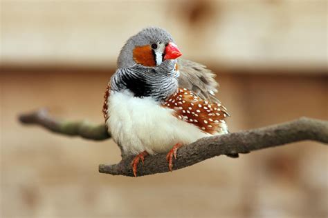 Baby Zebra Finches