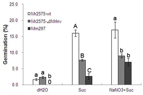 Conidial germination of M. robertsii 2575 wild-type strain (Mr2575-wt ... 