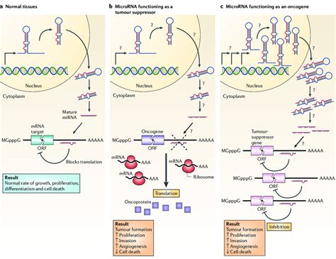 Micrornas Can Function As Tumour Suppressors And Oncogenes A In