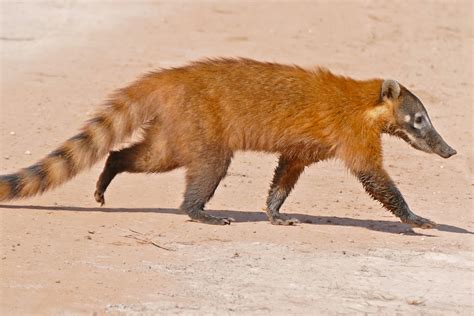 South American Coati Nasua Nasua Crossing The Road Flickr