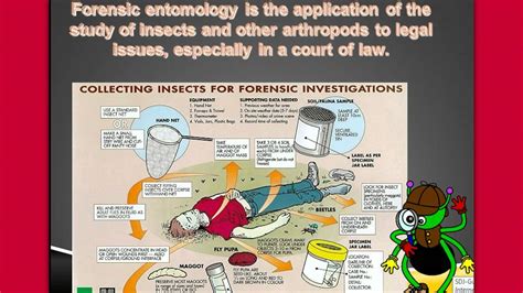 Decomposition And Forensic Entomology Youtube