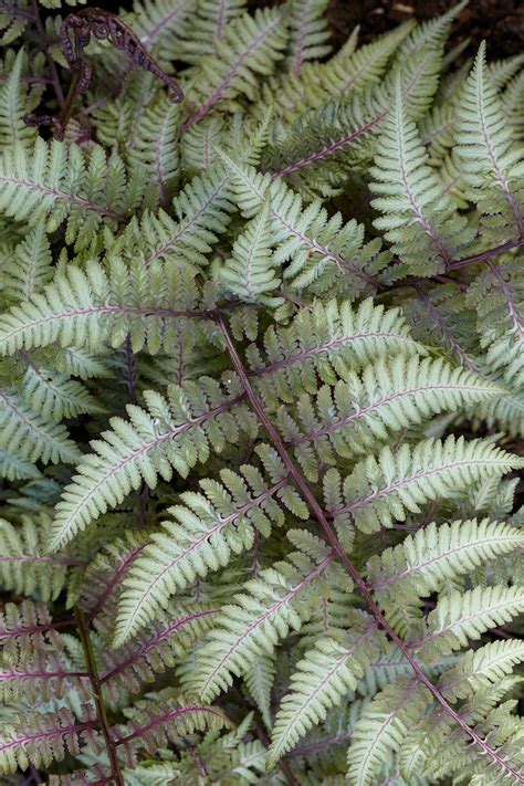 Low Maintenance Ferns To Liven Up Your Shade Garden