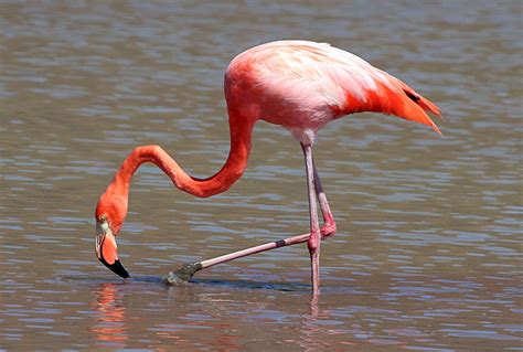 Flamenco común Phoenicopterus roseus