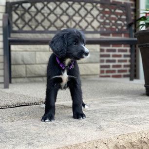 Golden Mountain Dog Puppies | Oak Creek Berners