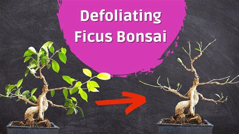 Drastic Ficus Bonsai Defoliation Taking Off Almost All Leaves Youtube