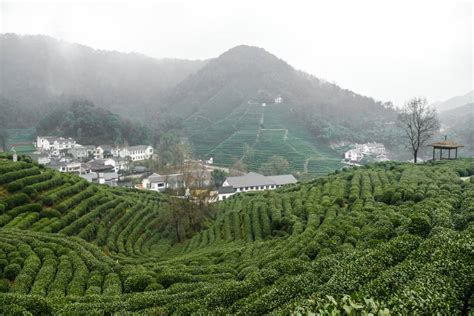 Munnar Tea Plantation (February 2024) Timings,Tickets,reviews,Tips ...