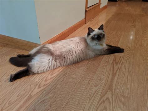 Pictures Of Cats Splooting Splooting Cat Feline Cat Lying Flat On