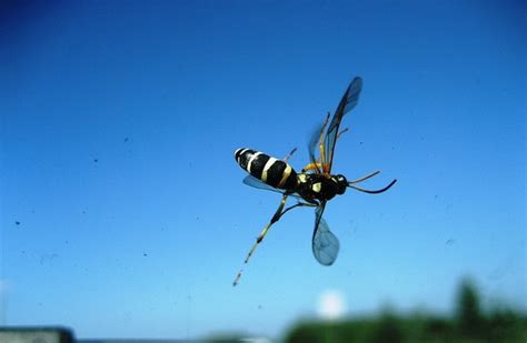 Bee hives removal || BeeKeeping