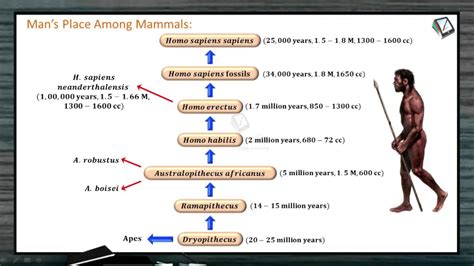 Human Evolution Flow Chart