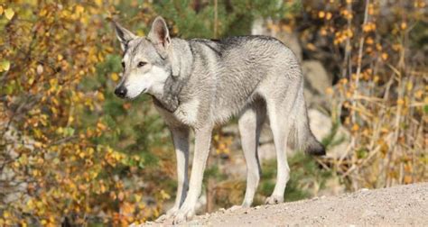 Saarlooswolfhund im Rassen Porträt Mit Bildern Infos