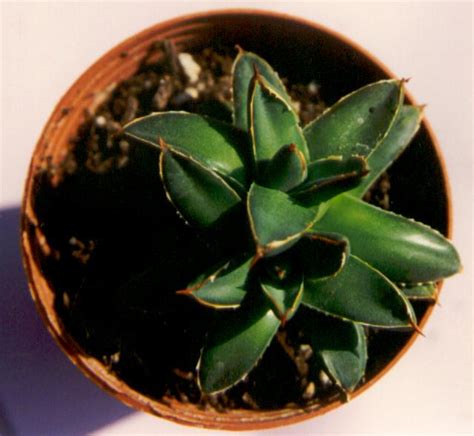 Agave Filifera Compacta