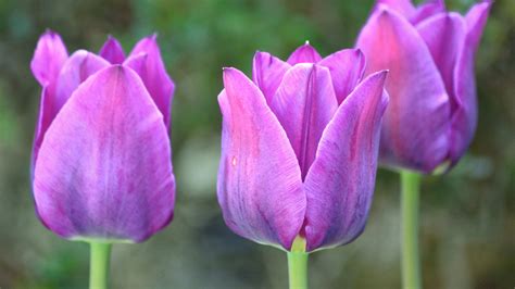 Hintergrundbilder Blumen Tulpen Fotografie Blume Tulpe Flora