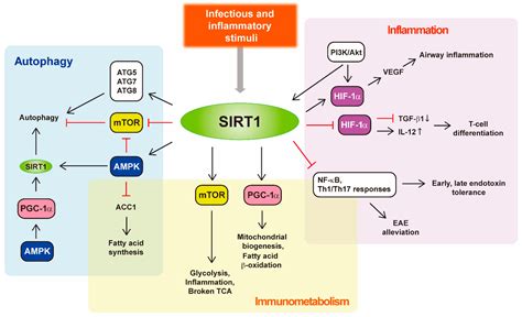 Cells Free Full Text Sirtuin 1 In Host Defense During Infection