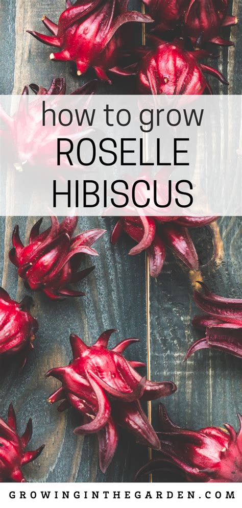 How To Grow Roselle Hibiscus Growing Jamaican Sorrel Artofit