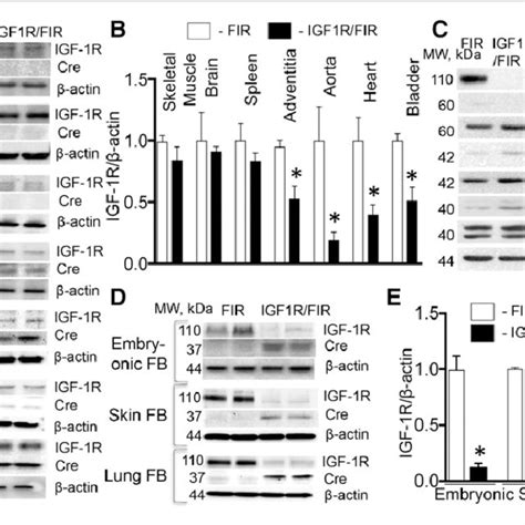 Sm22α Smooth Muscle Protein 22α Promoter Driven Cre Recombinase