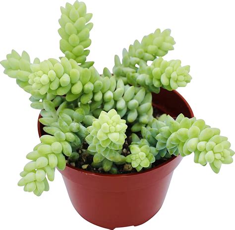 Live 4 Donkey Tail Sedum Hanging Succulents By The Succulent Cult