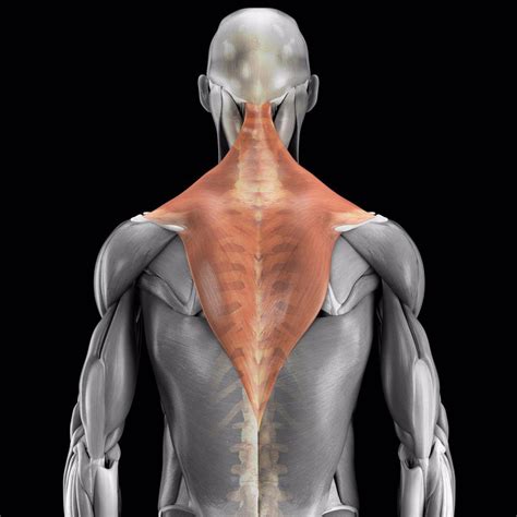 Anatomical model showing the trapezius, deltoid and latissimus dorsi ...