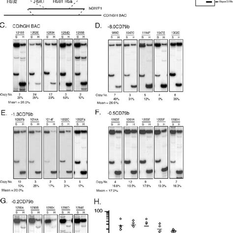 Hcd79bgh Locus And Expression Of Cd79b In Human B Cell Lines A The Download Scientific