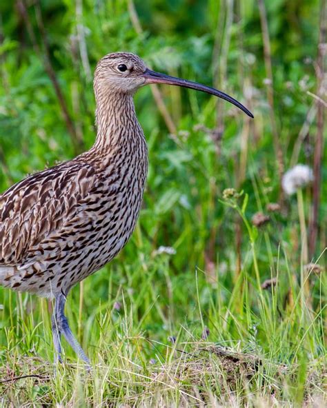 Zwei Fünftel der Schweizer Vögel sind vom Aussterben bedroht PilatusToday