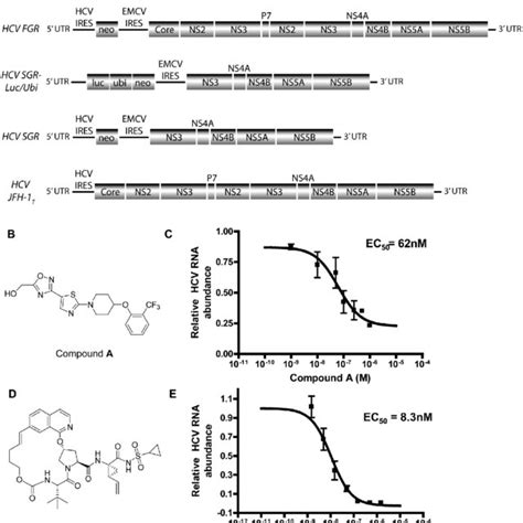 SCD 1 Inhibition Represses HCV Replication A A Schematic Depicting