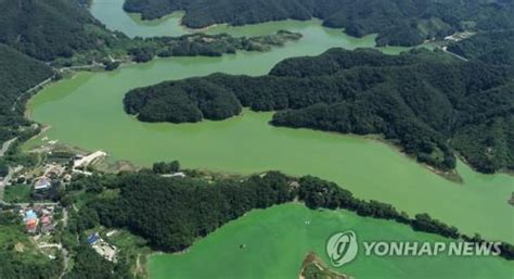 르포 충청권 식수원 대청호 녹조 비상하류까지 번진 진녹색 연합뉴스