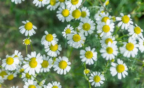 Fundo Floral Bonito Das Flores Selvagens Da Camomila Medicinais Em Um