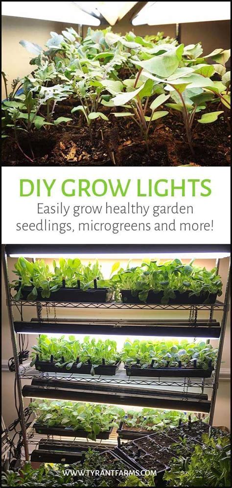 DIY grow lights: easily grow garden seedlings, microgreens, and more | Healthy garden ...