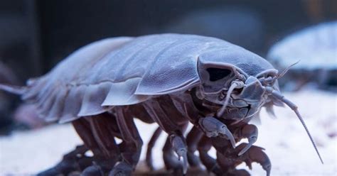 Giant Isopod Isopod Laut Isopod Isopoda Kutu Laut Atau Kutu Laut