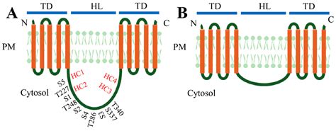 Ijms Free Full Text The Pin Formed Auxin Efflux Carriers In Plants