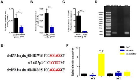 Hsa Circ Suppresses The Progression Of Liver Fibrosis Through