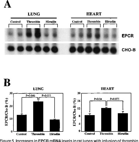 Figure From Endotoxin And Thrombin Elevate Rodent Endothelial Cell