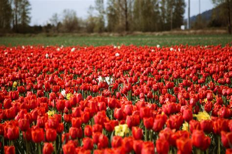 Millions of tulips have burst into colour at this Chilliwack festival ...