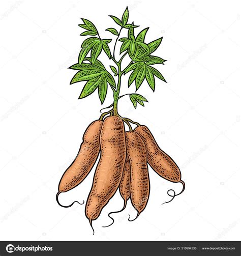 Cassava Plant Drawing