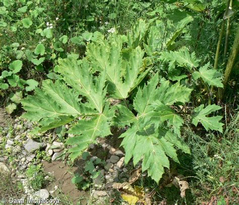 Heracleum mantegazzianum bolševník velkolepý Pladias Databáze