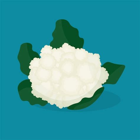 Repolho De Couve Flor Fresco Branco Em Ilustra O Vetorial De Estilo