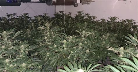 Giant Cannabis Factory Worth Up To £800000 Discovered At Ayrshire Industrial Unit Daily Record