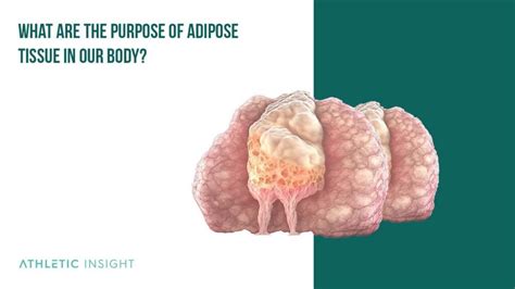 Adipose Definition How It Works Functions And Locations Athletic Insight