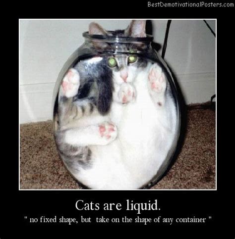 Cats Are Liquid - Motivational Poster