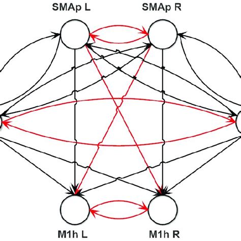 General Structure Of The Connections Used To Fit The Neural Mass Model Download Scientific