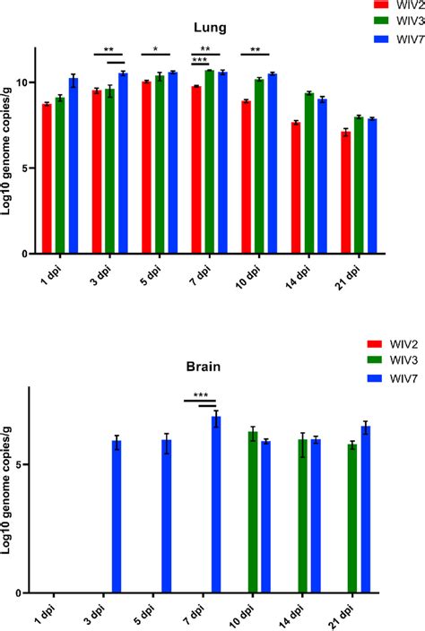 Viral RNA Load In Lung And Brain Tissues After Bat MRV Infection Lung