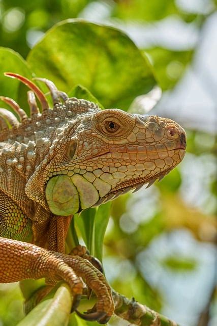 Lizard Reptile Iguana - Free photo on Pixabay