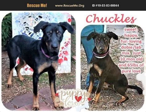 ADOPT 19030300044 Doberman Pinscher Rescue Sumter County SC